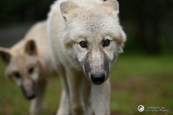 Polarwölfe Arctic wolves Anyu Nova Yuki